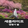 [세종라이프] 영평사 봄