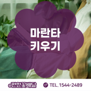 마란타 키우기 어렵지 않아요