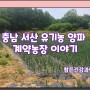 [계약농장 이야기] 충남 서산 유기농 양파 수확 이야기!