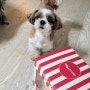 위글위글 노즈워크 토이세트 ㅣ 강아지 노즈워크 장난감 구매 후기