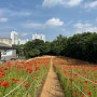 서울 올림픽공원 들꽃마루 양귀비