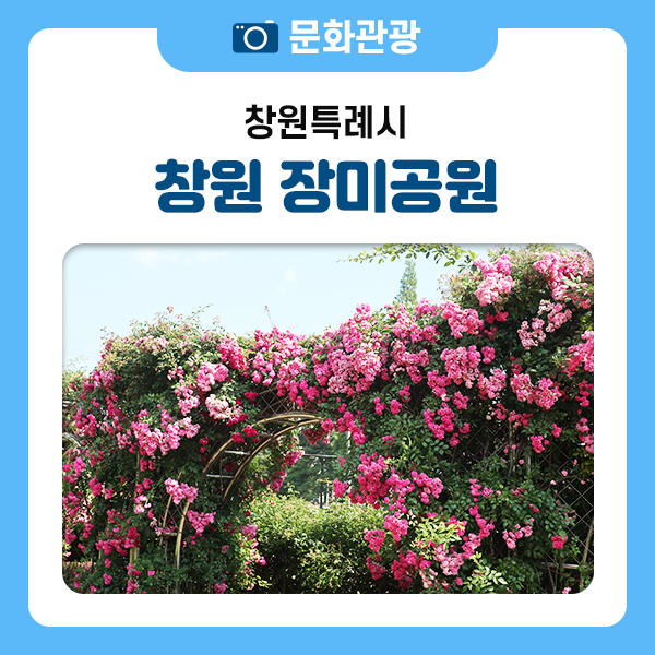 ‘꽃의 여왕’ 장미가 만개한 장미공원