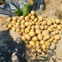 감자 수확 :: 감자 수확 시기, 감자 수확 방법