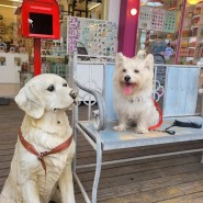 담양 메타 프로방스 강아지와 데이트 도넛 먹고 모자와 악세사리 쇼핑