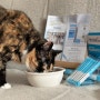 고양이 발사탕, 고양이 귀염증에 도움이 되는 반려동물 영양제 펫아이3000 | 솔직후기