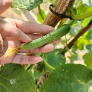 주말농장 텃밭키우기 7주차방울토마토 수확, 오이, 파프리카열매 성장
