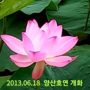 양산호수공원 연꽃