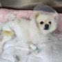강아지 고관절탈구 대퇴골두절단 수술(FHNO) in 강남 닥터펫 동물의료센터