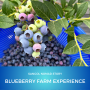 블루베리 / 농장체험, 여름과일, 제철과일