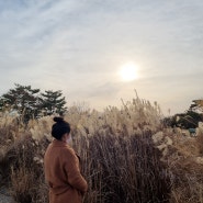 순천만습지 자연생태공원 갈대, 동백 한번에 볼 수있는 시기 방문