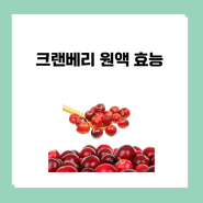 방광염 예방 크랜베리 원액 효능