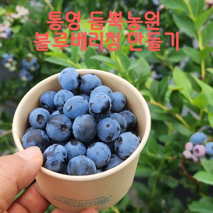 청양 가공연구회 - 통영 듬뿍농원 블루베리레몬청 만들기