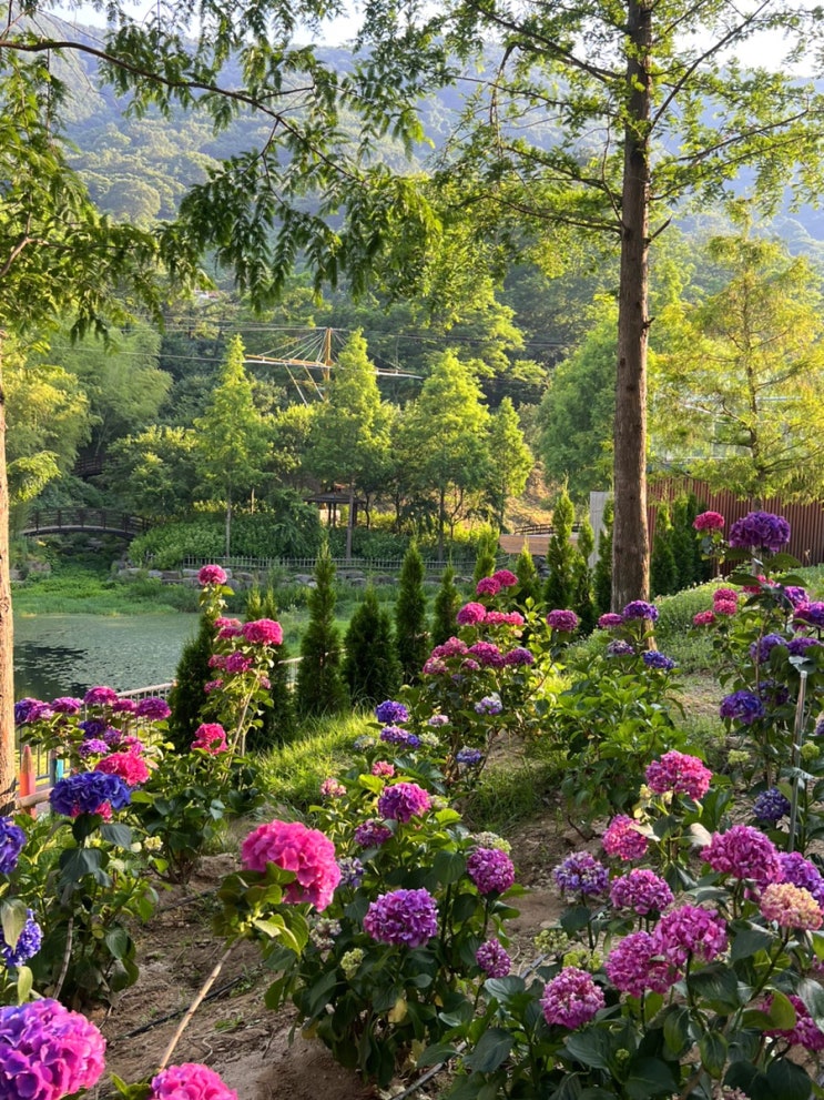 경남 수국 명소 진주 월아산 숲속의 진주, 월아산 자연휴양림...