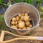 감자수확시기 감자캐기
