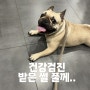 부산 강아지 건강검진 다녀왔어요 / 대연동 24시간 동물 병원 UN 동물 병원