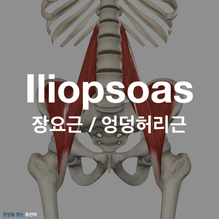 장요근 / Iliopsoas / 엉덩허리근 (대소요근, 장골근) : 네이버 블로그