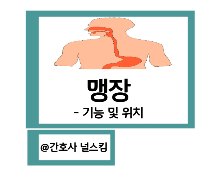 Cecum (맹장) - 기능 및 위치 : 네이버 블로그