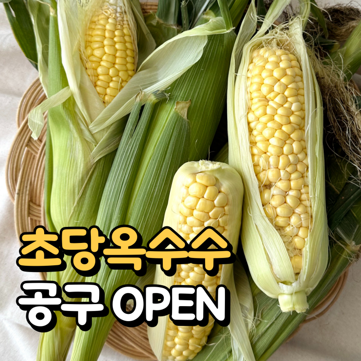 🌽딱 지금 시즌에만 먹을 수 있는 ‘초당옥수수’ 공구 OPEN : 네…