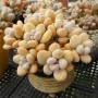 [5년 전 오늘] 다육식물~ 홍미인 성미인 석연화,석류