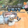 천안 광덕산 애견동반계곡 갈재산장 (내돈내산)