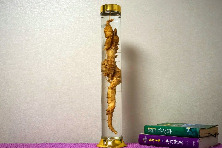 [더덕ㆍ더덕주 효능] 야생 자연산 산더덕 담금주 : 네이버 블로그
