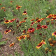 삼락공원내 감전야생화 단지의 6월의 꽃