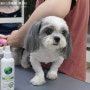 블레스동물메디컬센터 - 강아지 장염, 포도 섭취, 포메 곰돌이컷