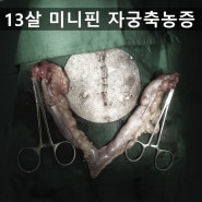 13살령 미니핀 자궁축농증 수술(대구,다사,달성군,달서구 동물병원)