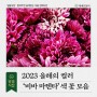 [알쓸식잡] 2023 올해의 컬러 '비바마젠타' 색 꽃 모음