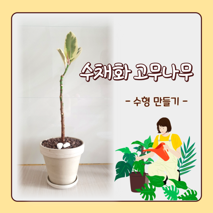 수채화 고무나무 예쁜 수형 만들기 : 네이버 블로그
