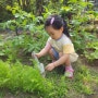 아이랑 텃밭 가꾸기 - 상추 첫 수확/당근 솎아주기