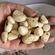 [자급자족] 재활용 농사 ‘마늘’ 수확하기 (+직접 캔 마늘로 햇마늘 장아찌 만들기)