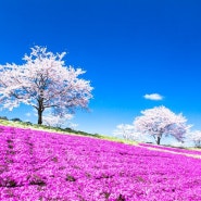 핑크색 카펫으로 물든 이곳! 올해 반드시 가고 싶어지는 일본 잔디 벚꽃 절경 5선!!
