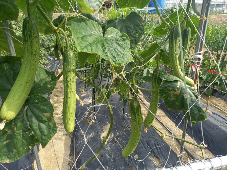 오이 적심/오이 많이 수확하는 방법 : 네이버 블로그