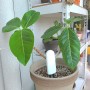 식물관리 식집사 플랜톡 IoT로 과학적으로 관리 (feat. 식물안죽이는법)