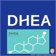 DHEA 효능 효과 섭취방법 먹는 법 DHEA 부작용