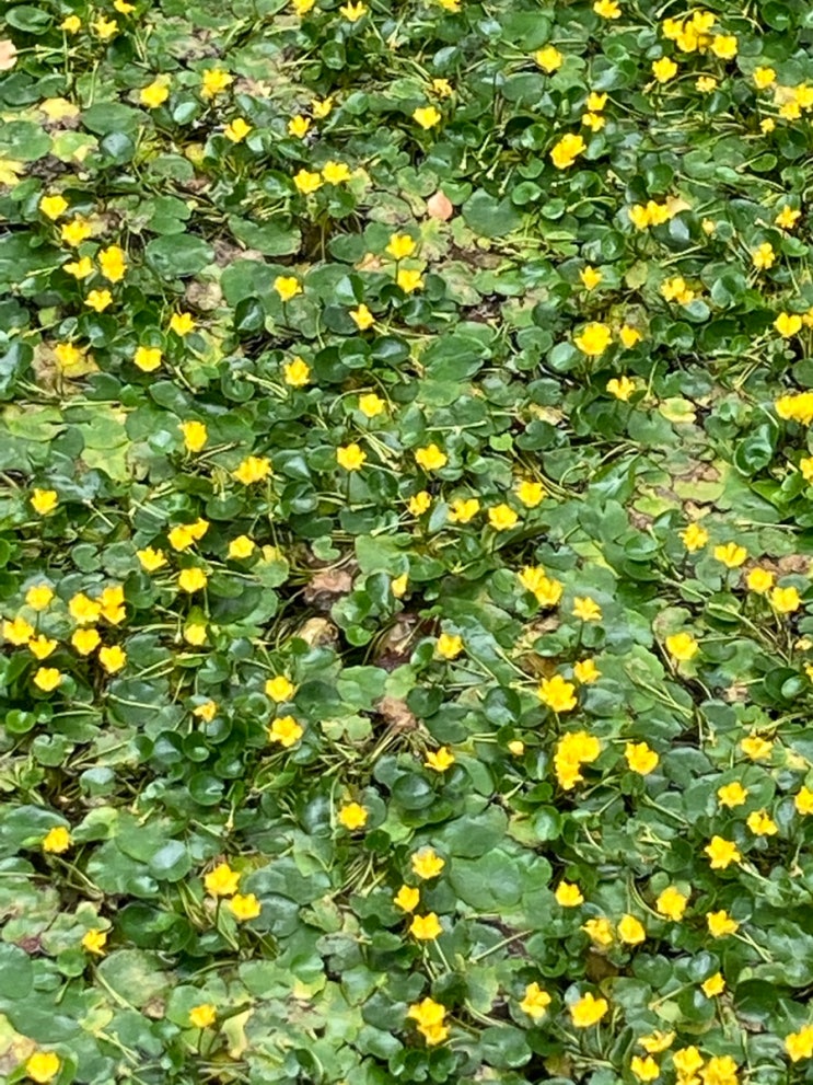 경남/ 진주 월아산 자연 휴양림, 글램핑하기 좋은 곳, 숲속...