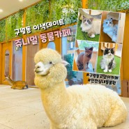 인천실내동물원 구월동 쥬니멀 동물카페 고양이도 있는 이색데이트 코스