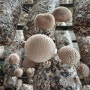 여름 표고버섯