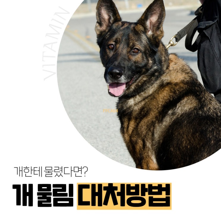 과천동물병원, 개 물림 대처방법은? : 네이버 블로그