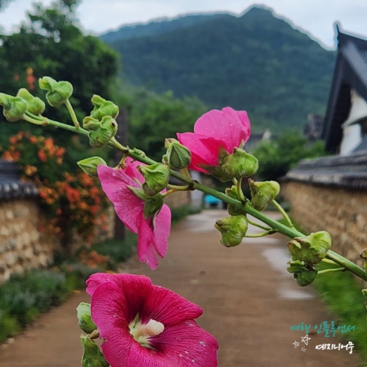 대구 가볼만한곳 도심속 한옥마을 옻골마을/최씨종택 능소화