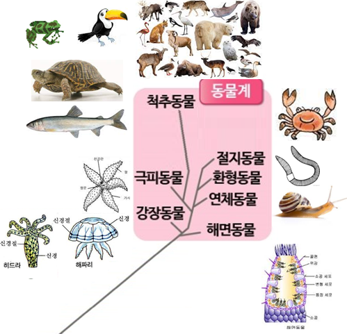 지구상의 모든 생물들 분류 ... 동물계, 식물계, 균계, 원생생물계, 원핵생물계 : 네이버 블로그