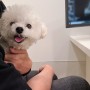 남양주 다산 동물병원 "스텔라동물의료센터" 강아지 건강검진 후기