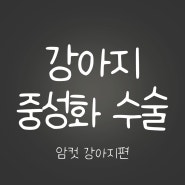 [암컷] 중성화 수술, 왜 꼭 필요한 걸까? (3분 만에 필요한 정보만 얻어 가세요!)