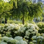 공주 유구 마을 수국 축제 보러 가실래요~~