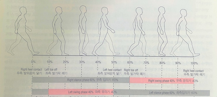 [바른보행] 보행평가를위한 보행주기 걸음주기 (Gait Cycle) 알아보기 : 네이버 블로그