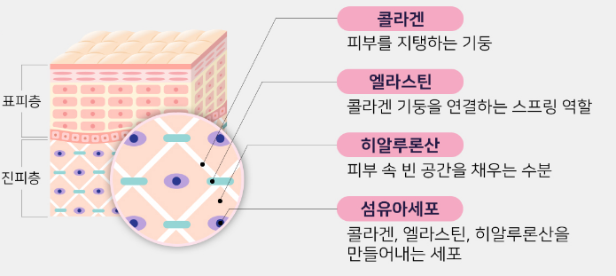 피부의 구조 - 진피 (유두층, 망상층) : 네이버 블로그
