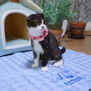 고양이여름방석 FDA 승인 받은 안전한 세이프 페스룸쿨매트