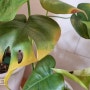 몬스테라 노란잎 현상 원인찾기(하엽,과습, 비료)