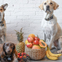 강아지 자두::주의점 자두씨 껍질 대처법...반려견 과일 간식 자연식 영양식